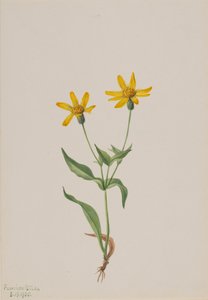 アルニカ・アルピナ、1905年 作： Mary Vaux Walcott