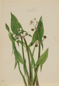 アルム・アローヘッド (Sagittaria cuneata) 作： メアリーヴォーウォルコット