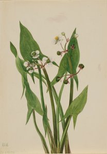 アルムアローヘッド Sagittaria cuneata, 1923. 作： Mary Vaux Walcott