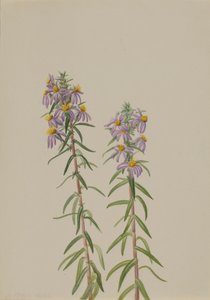 Aster Aster hirariifolius, 1923. 作： Mary Vaux Walcott