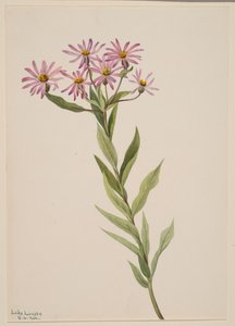 Aster Engelmann, 1904.