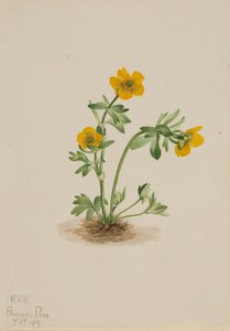 アバランチ キンポウゲ ラナンキュラス suksdorfii、1919 年。