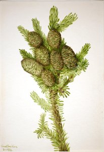 Balsam Fir Albies fraseri, 1932. 作： Mary Vaux Walcott