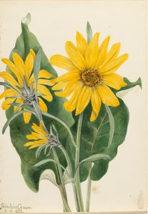 Balsamroot Balsamorhiza sagittata、1923年。 作： Mary Vaux Walcott