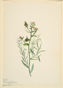 クマツヅラ（Comandra pallida） 作： Mary Vaux Walcott