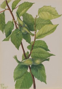 ビークドヘーゼルナッツ Corylus rostrata, 1932. 作： Mary Vaux Walcott