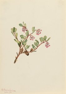 クマノミ Arctostaphylos uva-ursi, 1916. 作： Mary Vaux Walcott