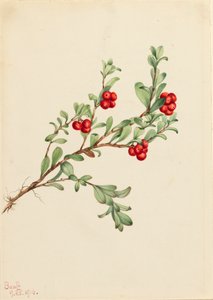 Bearberry Arctostaphylos uva-ursi、1916年。 作： Mary Vaux Walcott
