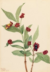 ベアベリーハニーサックル Lonicera involucrata, 1917. 作： Mary Vaux Walcott