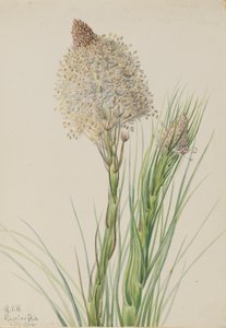 クマガイソウ Xerophyllum tenax, 1924. 作： Mary Vaux Walcott