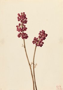 ビューティーベリー Callicarpa americana, 1923. 作： Mary Vaux Walcott