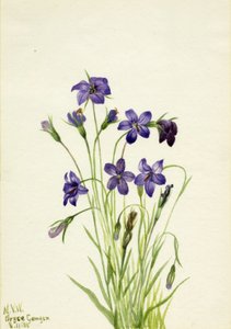 ベルフラワー・カンパニュラ、1935年 作： Mary Vaux Walcott