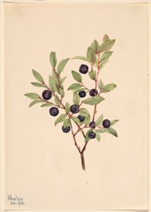 ビッグ・ホワートルベリー（Vaccinium membranaceum） 作： Mary Vaux Walcott