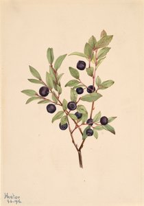 Big Whortleberry Vaccinium membranaceum, 1916. 作： Mary Vaux Walcott