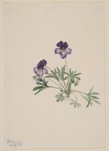 バーズフットバイオレット（Viola pedata） 作： Mary Vaux Walcott