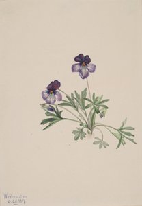 バーズフットバイオレット Viola pedata, 1917. 作： Mary Vaux Walcott