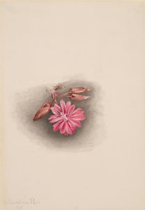 ビタールートLewisia redivivivia, 1915.