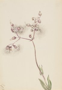 ブラダー カンピオン Silene latifolia、1900 年。 作： Mary Vaux Walcott