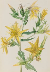 Blazing Star Mentzelia laevicaulis、1930年代頃。