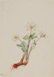 ブラッドルート 作： Mary Vaux Walcott