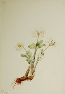ブラッドルート・サンギナリア・カナデンシス、1917年。 作： Mary Vaux Walcott