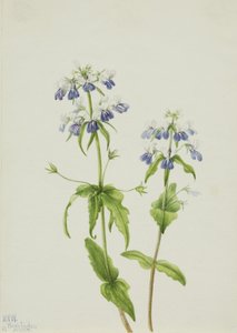 ブルーアイド・メアリー Collinsia verna, 1927. 作： Mary Vaux Walcott