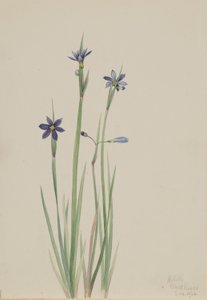 青目草 作： Mary Vaux Walcott