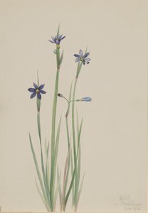青い目の草 Sisyrinchium angustifolium, 1920. 作： Mary Vaux Walcott