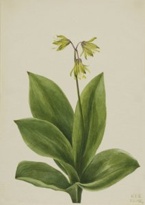 Blue Bead Clintonia borealis, 1924. 作： Mary Vaux Walcott