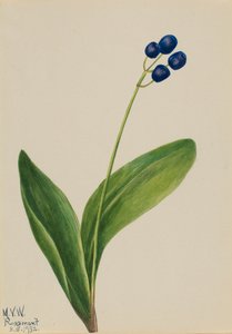 ブルー ビーズ クリントン ボレアリス、1932 年。 作： Mary Vaux Walcott