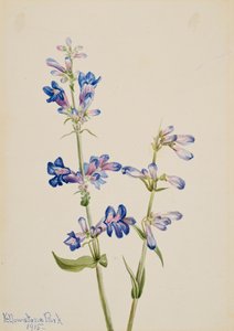 青ひげ舌ペンステモン、1915年。 作： Mary Vaux Walcott
