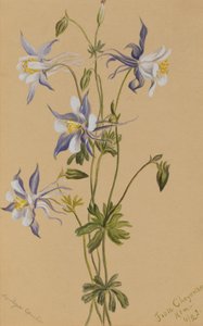 ブルーコロンバイン Aquilegia caerulea, 1922. 作： Mary Vaux Walcott