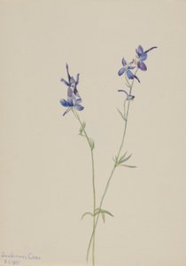 ブルー・ラルクスパー (Delphinium nuttallianum) 作： Mary Vaux Walcott