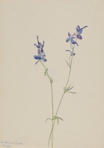 ブルーラークスパー Delphinium nuttallianum, 1905. 作： Mary Vaux Walcott