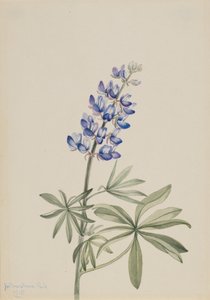 ブルー・ルピナス Lupinus argenteus, 1915. 作： Mary Vaux Walcott