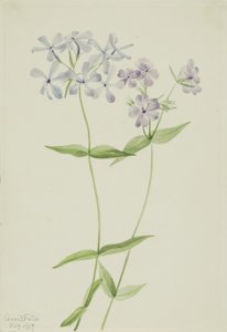 ブルー・フロックス（Phlox divaricata） 作： Mary Vaux Walcott