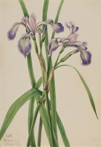 Blueflag Iris Iris versicolor, 1919. 作： Mary Vaux Walcott