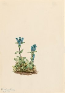 ブルーグリーンリンドウ Gentiana glauca, 1916. 作： Mary Vaux Walcott
