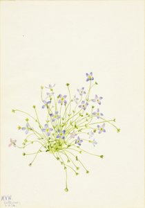 ブルーレット（Houstonia serpyllifolia） 作： Mary Vaux Walcott