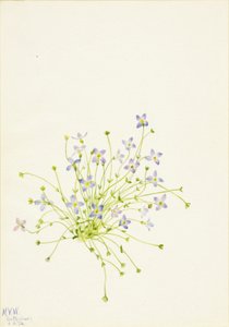 Bluets Houstonia serpyllifolia、1934年。 作： Mary Vaux Walcott