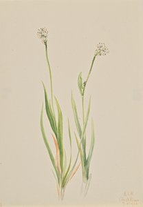 Bog-Asphodel Tofieldia intermedia, 1920. 作： Mary Vaux Walcott