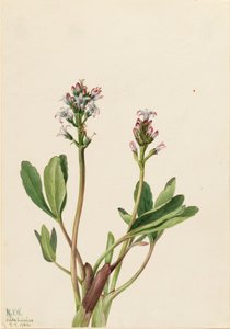 Bogbean Menyanthes trifoliata、1925年。 作： Mary Vaux Walcott