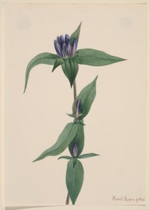 ボトルリンドウ (Gentiana saponaria) 作： メアリーヴォーウォルコット