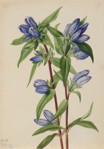 ボトルリンドウ (Gentiana saponaria) 作： Mary Vaux Walcott