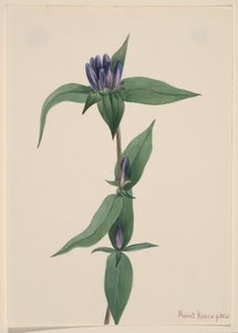 リンドウのボトル ゲンチアナ サポナリア、1905年。 作： Mary Vaux Walcott