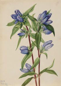 リンドウのボトル ゲンチアナ サポナリア、1924年。 作： Mary Vaux Walcott