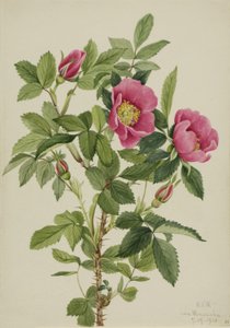 バラのつぼみ 作： Mary Vaux Walcott