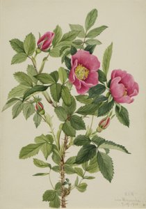 Bourgeau Rose Rosa bourgeauiana, 1920. 作： Mary Vaux Walcott