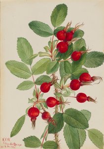 Bourgeau Rose Rosa bourgeauiana, 1923. 作： Mary Vaux Walcott