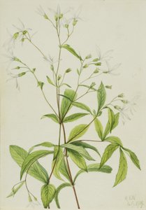 ボウマンズロット（Porteranthus trifoliatus） 作： Mary Vaux Walcott